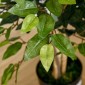 Τεχνητό δέντρο ficus μεγάλο τεχνητό δέντρο 150 cm, τεχνητό φυτό, πλαστικά τεχνητά φυτά σε γλάστρα, ψεύτικο φυτό σαν πραγματικό για σαλόνι, κρεβατοκάμαρα, γραφείο, κήπο, δώρο μοντέρνας διακόσμησης