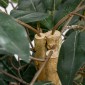 Τεχνητό δέντρο ficus μεγάλο τεχνητό δέντρο 150 cm, τεχνητό φυτό, πλαστικά τεχνητά φυτά σε γλάστρα, ψεύτικο φυτό σαν πραγματικό για σαλόνι, κρεβατοκάμαρα, γραφείο, κήπο, δώρο μοντέρνας διακόσμησης