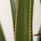 Τεχνητό Yucca μεγάλο τεχνητό φυτό 190 cm, πλαστικό τεχνητό φυτό σε γλάστρα, 17 x 17 x 190 cm σμαραγδένιο πράσινο