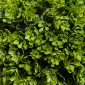 Τεχνητό Πυξάρι Τεχνητό φυτό Ρεαλιστική εμφάνιση σε εξωτερικούς χώρους Πράσινο + Μαύρο