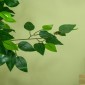 Τεχνητό φυτό δέντρο Ficus, ζωντανό, ύψους 150 cm, με γλάστρα, πράσινο