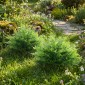 Τεχνητά φυτά τεχνητά Boston Fern Bushes ανθεκτικά στην υπεριώδη ακτινοβολία Τεχνητά φυτά με πασσάλους Σετ 2 60 cm για βεράντα στον κήπο