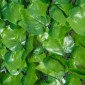Τεχνητός φράκτης Privacy Screen UV Proteced Privacy Screen with Leaves Hedge Fence 300 x 100 cm Πράσινο