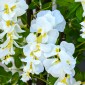Τεχνητή wisteria μεγάλο τεχνητό φυτό 165 εκατοστών, πλαστικά τεχνητά φυτά τεχνητά λουλούδια σε γλάστρα, ψεύτικο φυτό σαν αληθινό για σαλόνι γραφείου μοντέρνα διακόσμηση δώρο