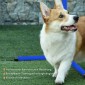 Agility Set Ρυθμιζόμενο ύψος Σκύλος Agility Equipment with 4 Hurdles Carry Bag 104x67 cm Μπλε