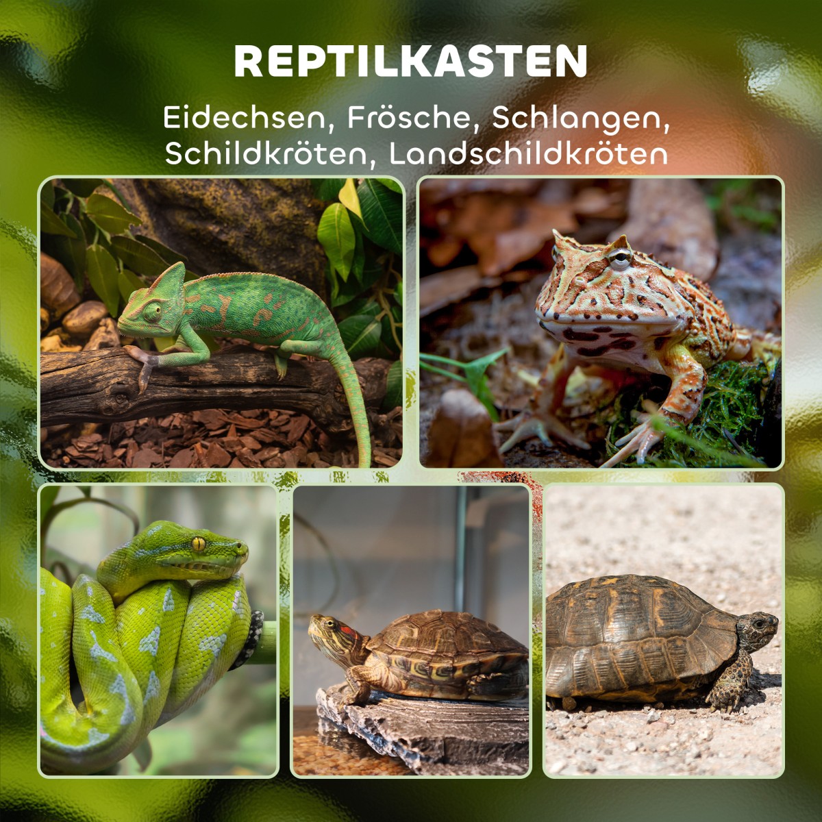 Terrarium, γυάλινο περίβλημα, κλειδαριά, διαχείριση καλωδίων, 45x45x60cm, μαύρο
