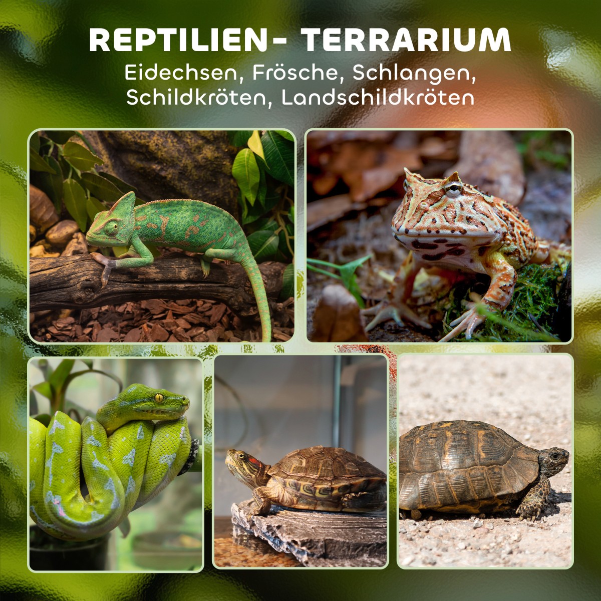 Γυάλινο Terrarium για Ερπετά, Ανυψωμένη & Αδιάβροχη Βάση, Κλειδαριά με Κουμπιά