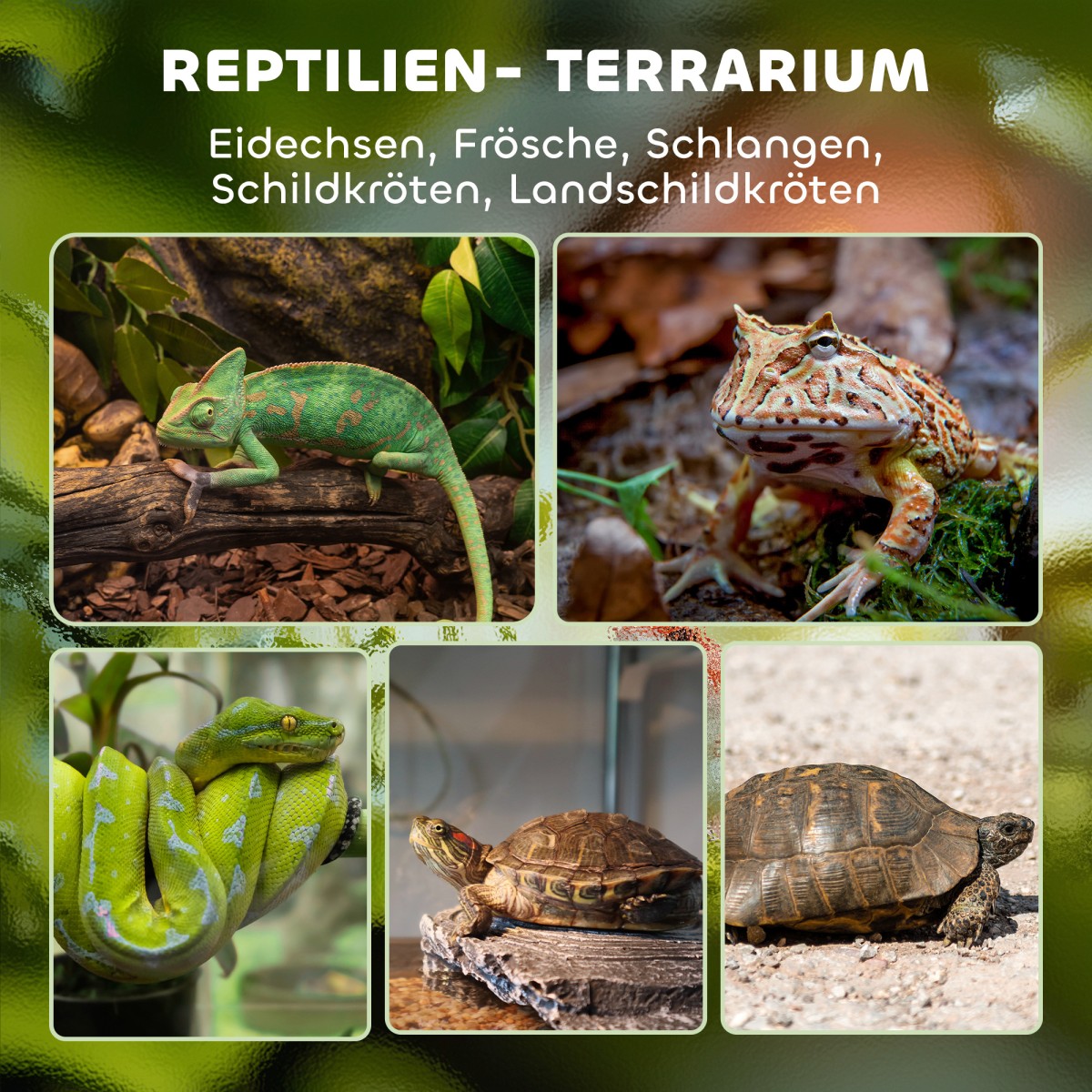 Γυάλινο Terrarium για Ερπετά, Ανυψωμένη & Αδιάβροχη Βάση, Κλειδαριά με Κουμπιά