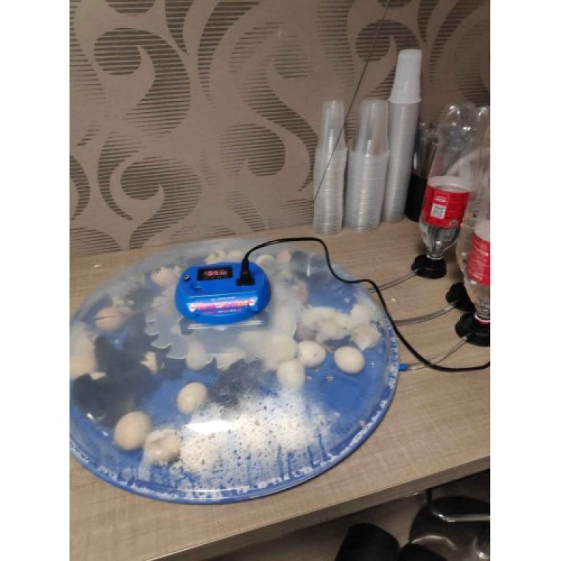 BORSTAIN Αυτόματη Εκκολαπτική Μηχανή  80 αυγών ΜΕ ψηφιακή οθόνη LCD