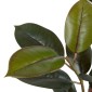 Διακοσμητικό Φυτό PVC Σίδερο Ficus 49 x 45 x 125 cm