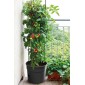 Γλαστράκι Tomato Grower, Y31,5x∅39,2εκ