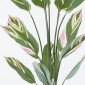 Διακοσμητικό φυτό σε γλάστρα Aglaonema Inart πράσινο Φ80x150εκ