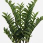Διακοσμητικό φυτό σε γλάστρα Zamia Inart πράσινο Φ52x88εκ