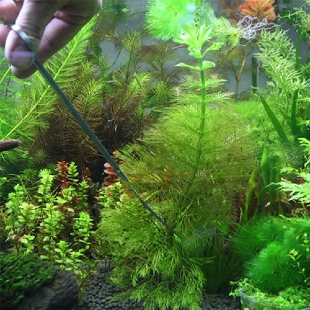 3 in 1 Stainless Steel Scissors, Tweezers and Clip, Tree Plant Grass Miniatures Aquarium Fish Tank Landscape Trim Tools