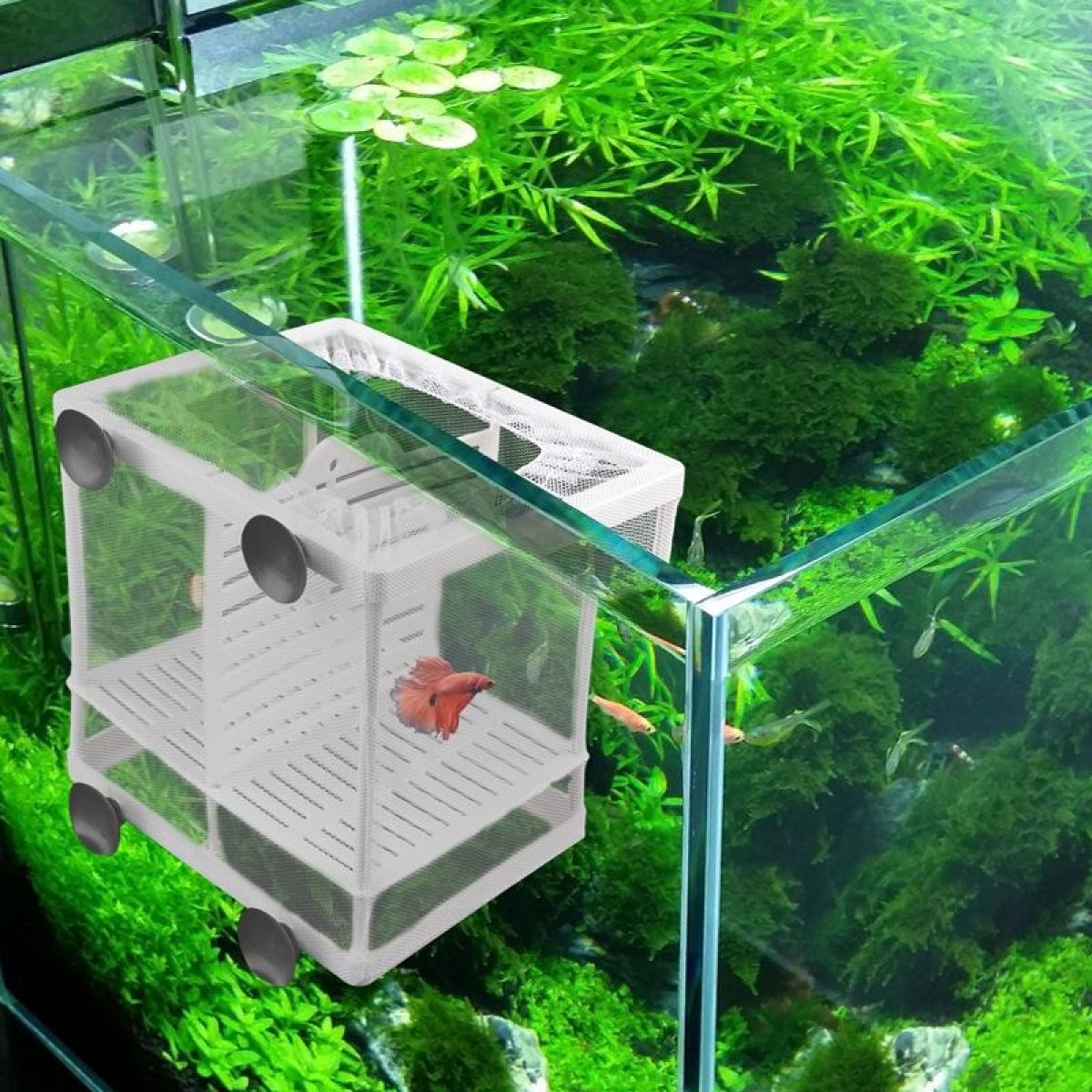 Small Size With Clapboard Incubator Small Fish Isolation Box Net Tropical Fish Breeding Box