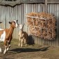 VEVOR Livestock Hay Feeder, 18,5 γαλόνια μεγάλης χωρητικότητας, βαρέως τύπου ατσάλινο ράφι σανού κατσίκας, 24,4" Μακρύς τοίχος θήκη σανού αλόγου, ράφι πολλαπλών όψεων για κτηνοτροφική φάρμα προβατοειδών σε εσωτερικό εξωτερικό χώρο