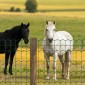 VEVOR Farm Fence, 1 x 25 m, 2 x 4 in Mesh Περίφραξη από γαλβανισμένο ατσάλινο σύρμα 2,1 mm για βοοειδή, γουρούνια και πρόβατα, βαρέως τύπου περίφραξη ζωικού κεφαλαίου με επίστρωση βινυλίου για περιβλήματα ζώων, σύρμα κλουβιού, φράχτες κήπου, πράσινο