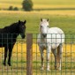 VEVOR Farm Fence, 1,2 x 25 m, 2 x 4 in Mesh Περίφραξη από γαλβανισμένο ατσάλινο σύρμα 2,1 mm για βοοειδή, γουρούνια και πρόβατα, περίφραξη ζωικού κεφαλαίου με επίστρωση βινυλίου βαρέως τύπου για περιβλήματα ζώων, σύρμα κλουβιού, φράχτες κήπου, πράσινο