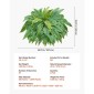 VEVOR Τεχνητές φτέρες, 1219 mm Fake Boston Fern Bush Plant with 67 Fronds, Faux Greenery για εσωτερική/εξωτερική διακόσμηση, μετάξι & LDPE, Κατάλληλο για φυτευτή σαλονιού γραφείου στον κήπο της βεράντας στο σπίτι, σετ 2