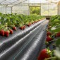 VEVOR Weed Barrier Fabric Heavy Duty, 4x35,1m 99,2g Landscape Fabric, Woven Weed Blocker Fabrics, Garden Fabrics Weeds Barrier, Weeds Control Ground Cover, Geotextile Webbing, Gardening Mat, Black