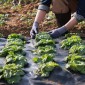 VEVOR Weed Barrier Landscape Fabric, 4*50FT Heavy Duty Garden Weed Fabric, Woven PP Weed Control Fabric, Driveway Fabric, Geotextile Fabric for Landscape, Ground Cover, Weed Blocker Weed Mat, Μαύρο