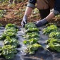 VEVOR 4FTx300FT Premium Heavy Duty Weed Barrier Landscape Fabric, 3.2OZ Υφαντό Geotextile Fabric Under Gravel, Υψηλή διαπερατότητα για Weed Blocker Weed Mat, Driveway Fabric, Weed Control Πανί κήπου