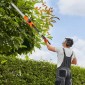 VEVOR Electric Hedge Trimmer, 1200 RPM, 6,2 - 7,8 Ft Extendable, Pole Hedge Trimmer for High Branch, μπαταρία 20V, Cordless Hedge Trimmer με 20 in Blade, 5 γωνίες ρυθμιζόμενες για Yard Garden