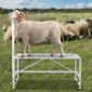 Βάση VEVOR Goat & Sheep, 47x23 ιντσών Livestock Stand, Μεταλλική βάση για άρμεγμα και κούρεμα ζώων 21" έως 33" Ρυθμιζόμενο ύψος, με κεφαλή και βρόχο μύτης, βάρος φόρτωσης 500lbs, λευκό