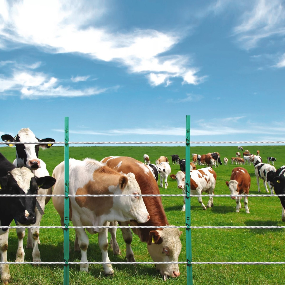 VEVOR Electric Fence Wire, 656Ft 200M Portable Polywire, 1/4" Diameter 6 Inox Strands for Αξιόπιστη αγωγιμότητα και UV, Αντοχή στη σκουριά, Σχοινί περίφραξης για άλογα, βοοειδή, ζώα