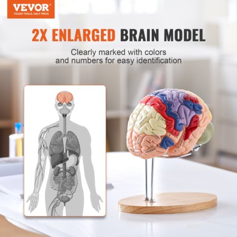 VEVOR Human Brain Model Anatomy, 2X Ανατομικό μοντέλο ανθρώπινου εγκεφάλου 4 τμημάτων σε φυσικό μέγεθος με ετικέτες και βάση προβολής, έγχρωμο αποσπώμενο μοντέλο εγκεφάλου για επιστημονική έρευνα Διδασκαλία Εκμάθηση Μελέτη Προβολή