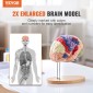 VEVOR Human Brain Model Anatomy, 2X Ανατομικό μοντέλο ανθρώπινου εγκεφάλου 4 τμημάτων σε φυσικό μέγεθος με ετικέτες και βάση προβολής, έγχρωμο αποσπώμενο μοντέλο εγκεφάλου για επιστημονική έρευνα Διδασκαλία Εκμάθηση Μελέτη Προβολή