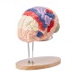 VEVOR Human Brain Model Anatomy, 2X Ανατομικό μοντέλο ανθρώπινου εγκεφάλου 4 τμημάτων σε φυσικό μέγεθος με ετικέτες και βάση προβολής, έγχρωμο αποσπώμενο μοντέλο εγκεφάλου για επιστημονική έρευνα Διδασκαλία Εκμάθηση Μελέτη Προβολή