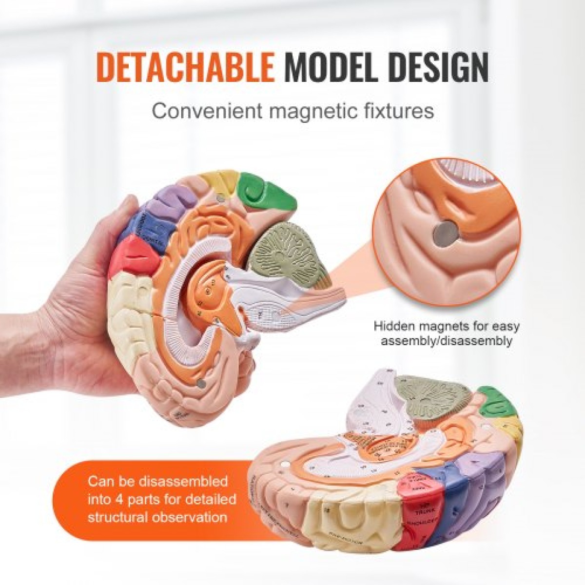 VEVOR Human Brain Model Anatomy, 2X Ανατομικό μοντέλο ανθρώπινου εγκεφάλου 4 τμημάτων σε φυσικό μέγεθος με ετικέτες και βάση προβολής, έγχρωμο αποσπώμενο μοντέλο εγκεφάλου για επιστημονική έρευνα Διδασκαλία Εκμάθηση Μελέτη Προβολή