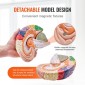 VEVOR Human Brain Model Anatomy, 2X Ανατομικό μοντέλο ανθρώπινου εγκεφάλου 4 τμημάτων σε φυσικό μέγεθος με ετικέτες και βάση προβολής, έγχρωμο αποσπώμενο μοντέλο εγκεφάλου για επιστημονική έρευνα Διδασκαλία Εκμάθηση Μελέτη Προβολή