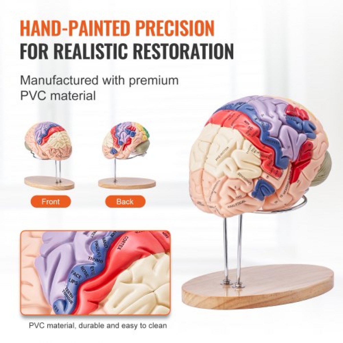 VEVOR Human Brain Model Anatomy, 2X Ανατομικό μοντέλο ανθρώπινου εγκεφάλου 4 τμημάτων σε φυσικό μέγεθος με ετικέτες και βάση προβολής, έγχρωμο αποσπώμενο μοντέλο εγκεφάλου για επιστημονική έρευνα Διδασκαλία Εκμάθηση Μελέτη Προβολή
