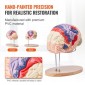 VEVOR Human Brain Model Anatomy, 2X Ανατομικό μοντέλο ανθρώπινου εγκεφάλου 4 τμημάτων σε φυσικό μέγεθος με ετικέτες και βάση προβολής, έγχρωμο αποσπώμενο μοντέλο εγκεφάλου για επιστημονική έρευνα Διδασκαλία Εκμάθηση Μελέτη Προβολή