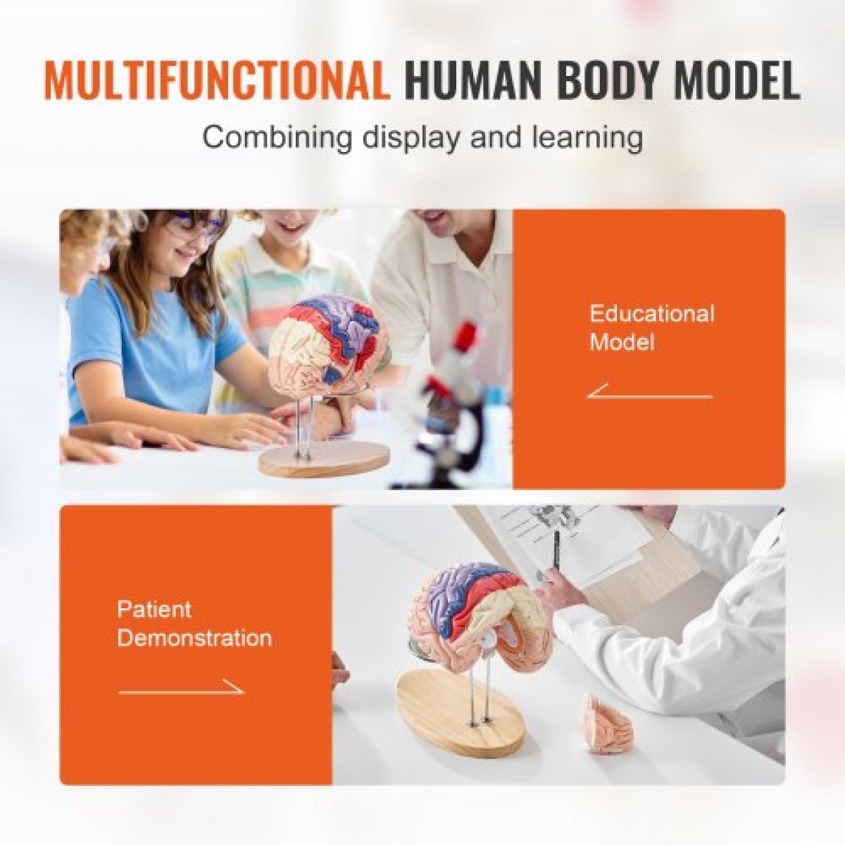 VEVOR Human Brain Model Anatomy, 2X Ανατομικό μοντέλο ανθρώπινου εγκεφάλου 4 τμημάτων σε φυσικό μέγεθος με ετικέτες και βάση προβολής, έγχρωμο αποσπώμενο μοντέλο εγκεφάλου για επιστημονική έρευνα Διδασκαλία Εκμάθηση Μελέτη Προβολή