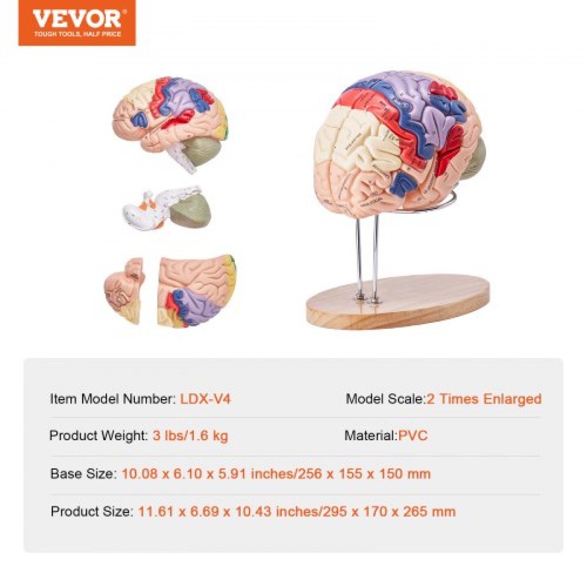 VEVOR Human Brain Model Anatomy, 2X Ανατομικό μοντέλο ανθρώπινου εγκεφάλου 4 τμημάτων σε φυσικό μέγεθος με ετικέτες και βάση προβολής, έγχρωμο αποσπώμενο μοντέλο εγκεφάλου για επιστημονική έρευνα Διδασκαλία Εκμάθηση Μελέτη Προβολή