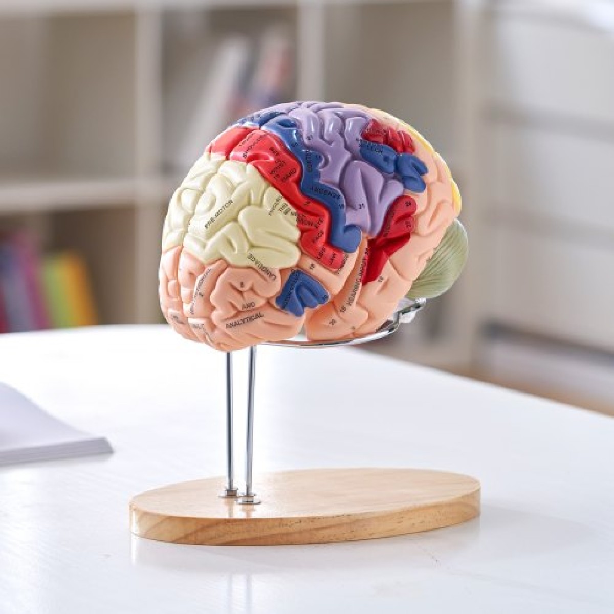 VEVOR Human Brain Model Anatomy, 2X Ανατομικό μοντέλο ανθρώπινου εγκεφάλου 4 τμημάτων σε φυσικό μέγεθος με ετικέτες και βάση προβολής, έγχρωμο αποσπώμενο μοντέλο εγκεφάλου για επιστημονική έρευνα Διδασκαλία Εκμάθηση Μελέτη Προβολή