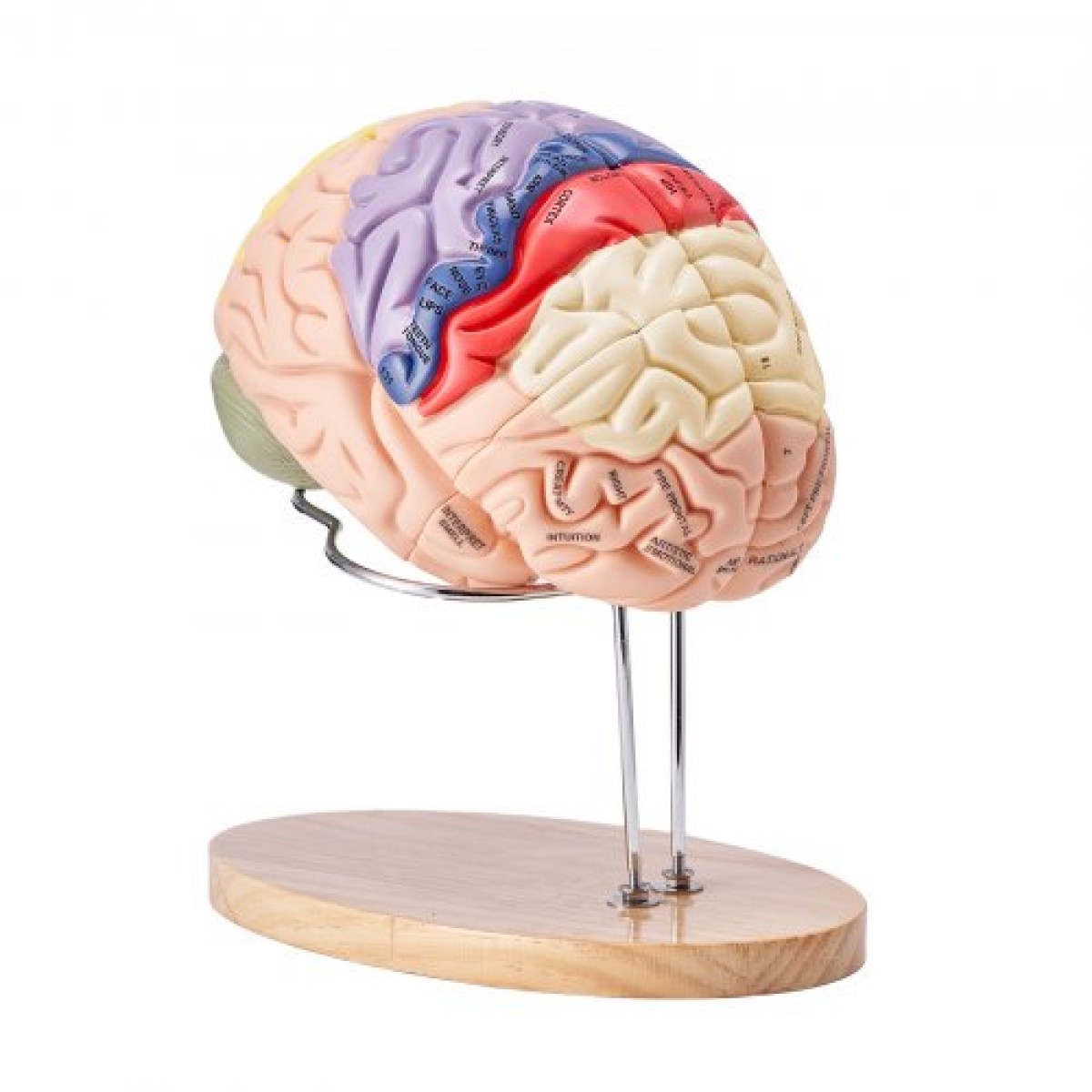 VEVOR Human Brain Model Anatomy, 2X Ανατομικό μοντέλο ανθρώπινου εγκεφάλου 4 τμημάτων σε φυσικό μέγεθος με ετικέτες και βάση προβολής, έγχρωμο αποσπώμενο μοντέλο εγκεφάλου για επιστημονική έρευνα Διδασκαλία Εκμάθηση Μελέτη Προβολή