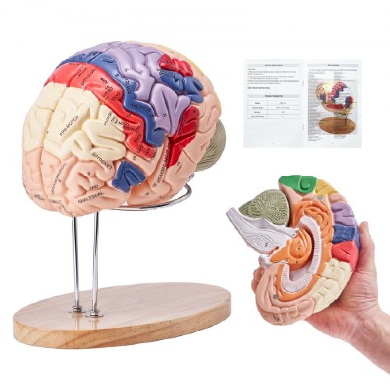 VEVOR Human Brain Model Anatomy, 2X Ανατομικό μοντέλο ανθρώπινου εγκεφάλου 4 τμημάτων σε φυσικό μέγεθος με ετικέτες και βάση προβολής, έγχρωμο αποσπώμενο μοντέλο εγκεφάλου για επιστημονική έρευνα Διδασκαλία Εκμάθηση Μελέτη Προβολή