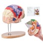 VEVOR Human Brain Model Anatomy, 2X Ανατομικό μοντέλο ανθρώπινου εγκεφάλου 4 τμημάτων σε φυσικό μέγεθος με ετικέτες και βάση προβολής, έγχρωμο αποσπώμενο μοντέλο εγκεφάλου για επιστημονική έρευνα Διδασκαλία Εκμάθηση Μελέτη Προβολή
