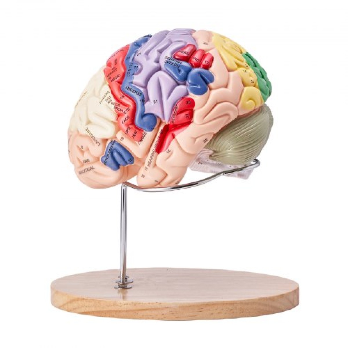 VEVOR Human Brain Model Anatomy, 2X Ανατομικό μοντέλο ανθρώπινου εγκεφάλου 4 τμημάτων σε φυσικό μέγεθος με ετικέτες και βάση προβολής, έγχρωμο αποσπώμενο μοντέλο εγκεφάλου για επιστημονική έρευνα Διδασκαλία Εκμάθηση Μελέτη Προβολή