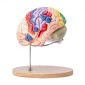 VEVOR Human Brain Model Anatomy, 2X Ανατομικό μοντέλο ανθρώπινου εγκεφάλου 4 τμημάτων σε φυσικό μέγεθος με ετικέτες και βάση προβολής, έγχρωμο αποσπώμενο μοντέλο εγκεφάλου για επιστημονική έρευνα Διδασκαλία Εκμάθηση Μελέτη Προβολή