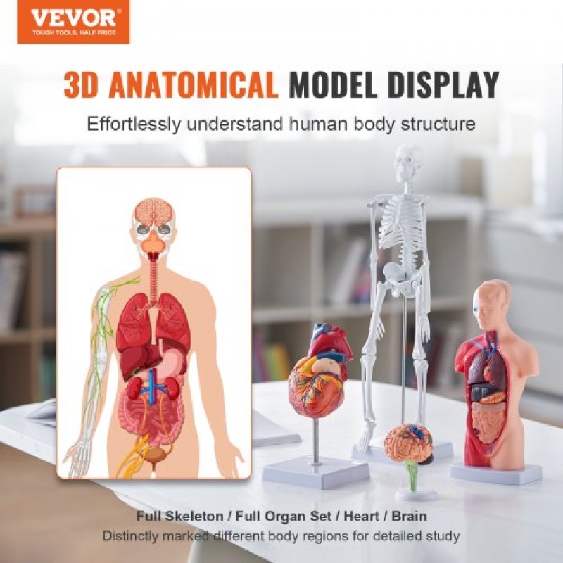 Πακέτο μοντέλων VEVOR Human Anatomy, Brain, Human Torso Body, Heart, Skeleton Model Set of 4, Hands-on 3D Model Study Tools Models for Physiology Students or as Educational Kit for Kids