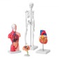 Πακέτο μοντέλων VEVOR Human Anatomy, Brain, Human Torso Body, Heart, Skeleton Model Set of 4, Hands-on 3D Model Study Tools Models for Physiology Students or as Educational Kit for Kids