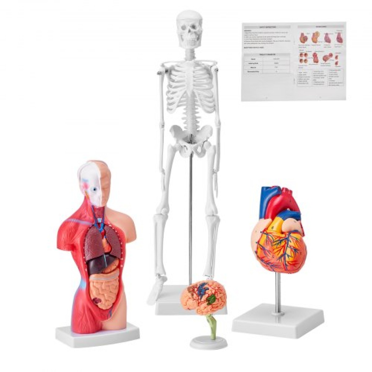 Πακέτο μοντέλων VEVOR Human Anatomy, Brain, Human Torso Body, Heart, Skeleton Model Set of 4, Hands-on 3D Model Study Tools Models for Physiology Students or as Educational Kit for Kids