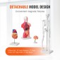 Πακέτο μοντέλων VEVOR Human Anatomy, Brain, Human Torso Body, Heart, Skeleton Model Set of 4, Hands-on 3D Model Study Tools Models for Physiology Students or as Educational Kit for Kids
