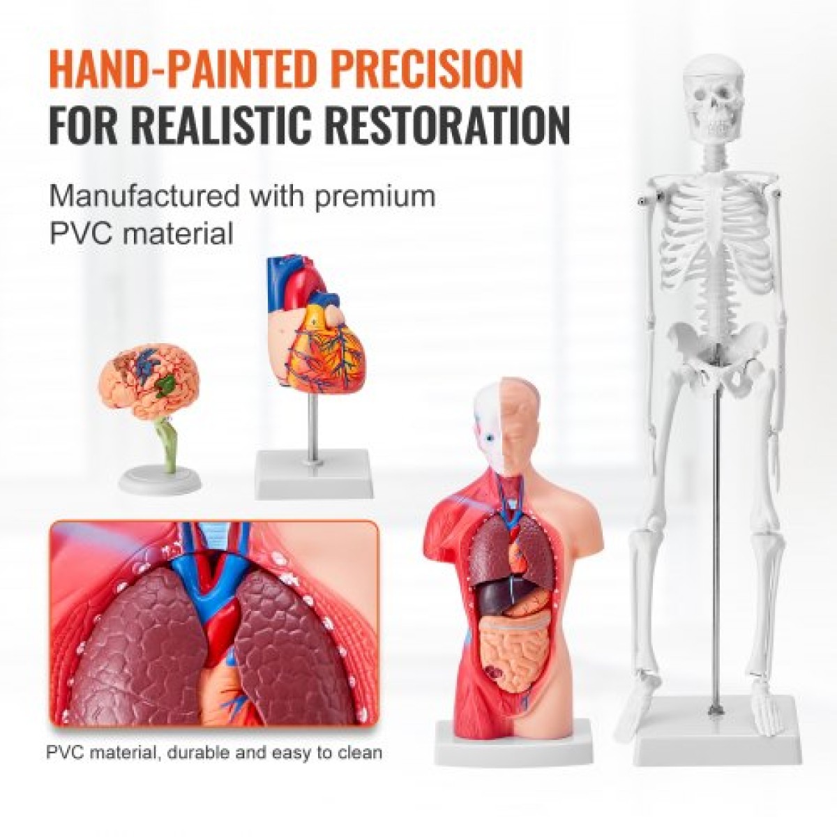 Πακέτο μοντέλων VEVOR Human Anatomy, Brain, Human Torso Body, Heart, Skeleton Model Set of 4, Hands-on 3D Model Study Tools Models for Physiology Students or as Educational Kit for Kids
