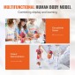 Πακέτο μοντέλων VEVOR Human Anatomy, Brain, Human Torso Body, Heart, Skeleton Model Set of 4, Hands-on 3D Model Study Tools Models for Physiology Students or as Educational Kit for Kids